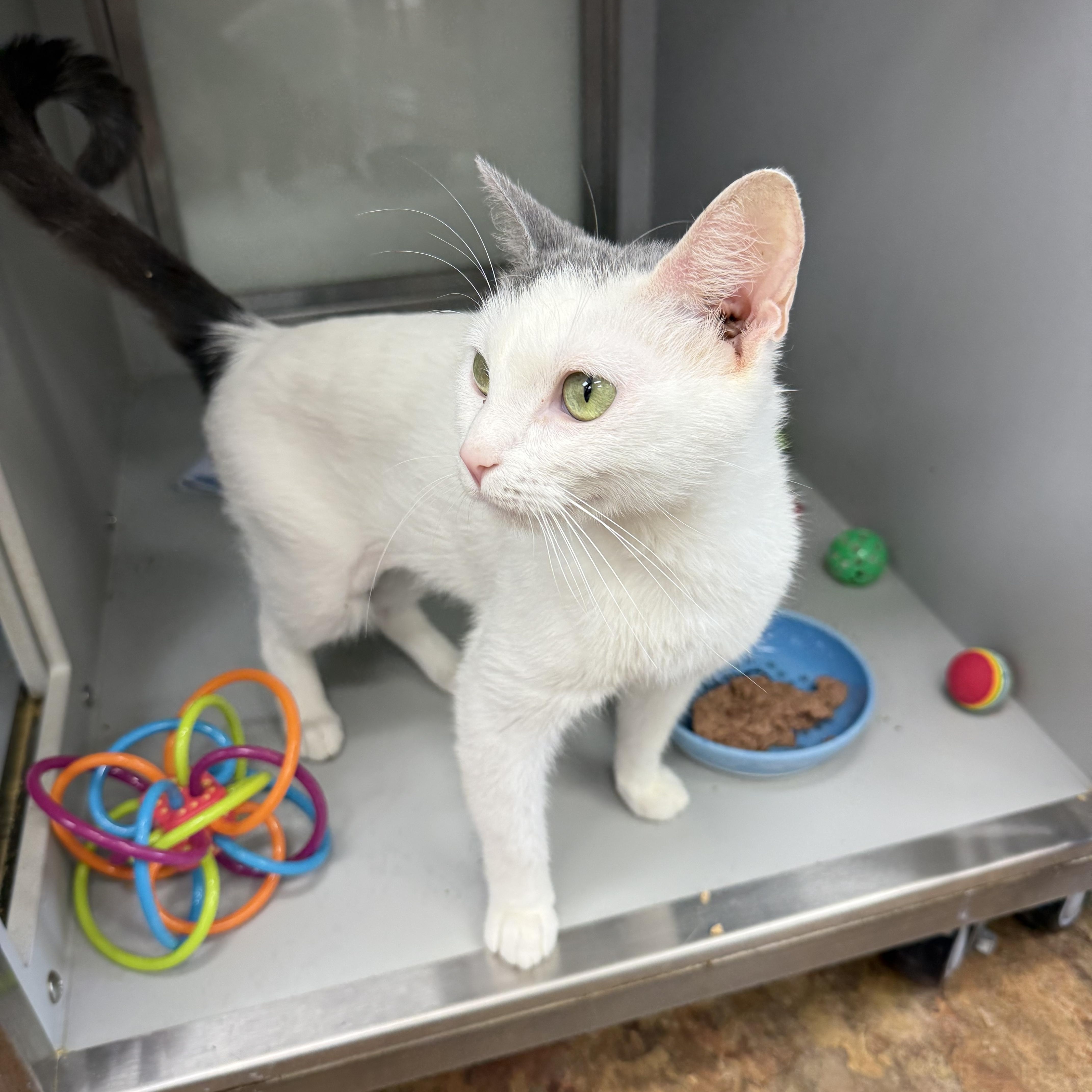 A baby medium-sized female White Domestic Short Hair cat named Kirby for adoption in Miami Beach, FL