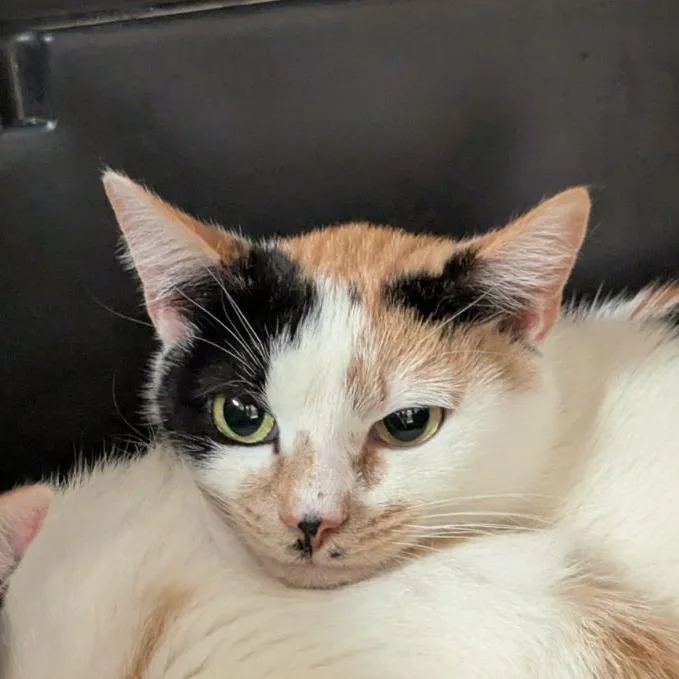 An adult medium-sized female Calico Domestic Short Hair cat named Patches for adoption in Lynchburg, VA