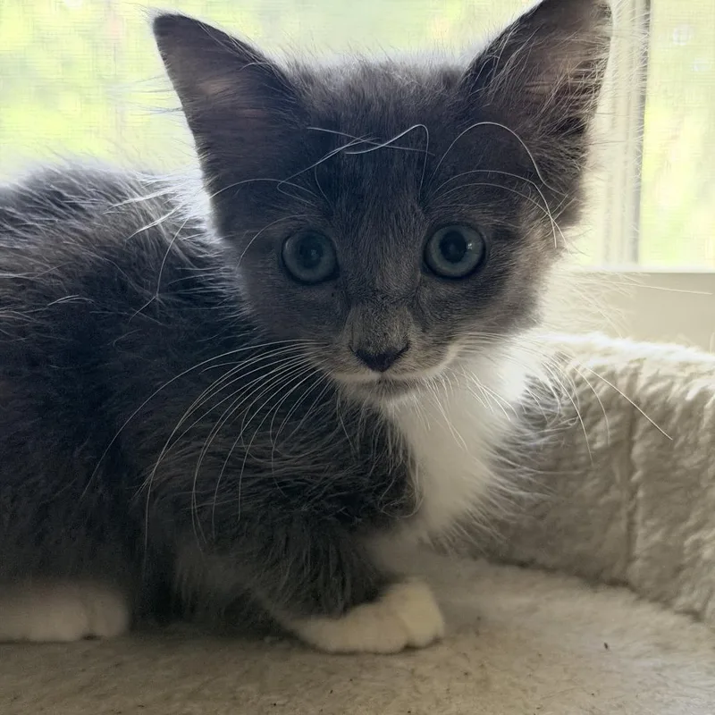 A baby small-sized male Gray / Blue / Silver Domestic Short Hair cat named Andy for adoption in White, GA