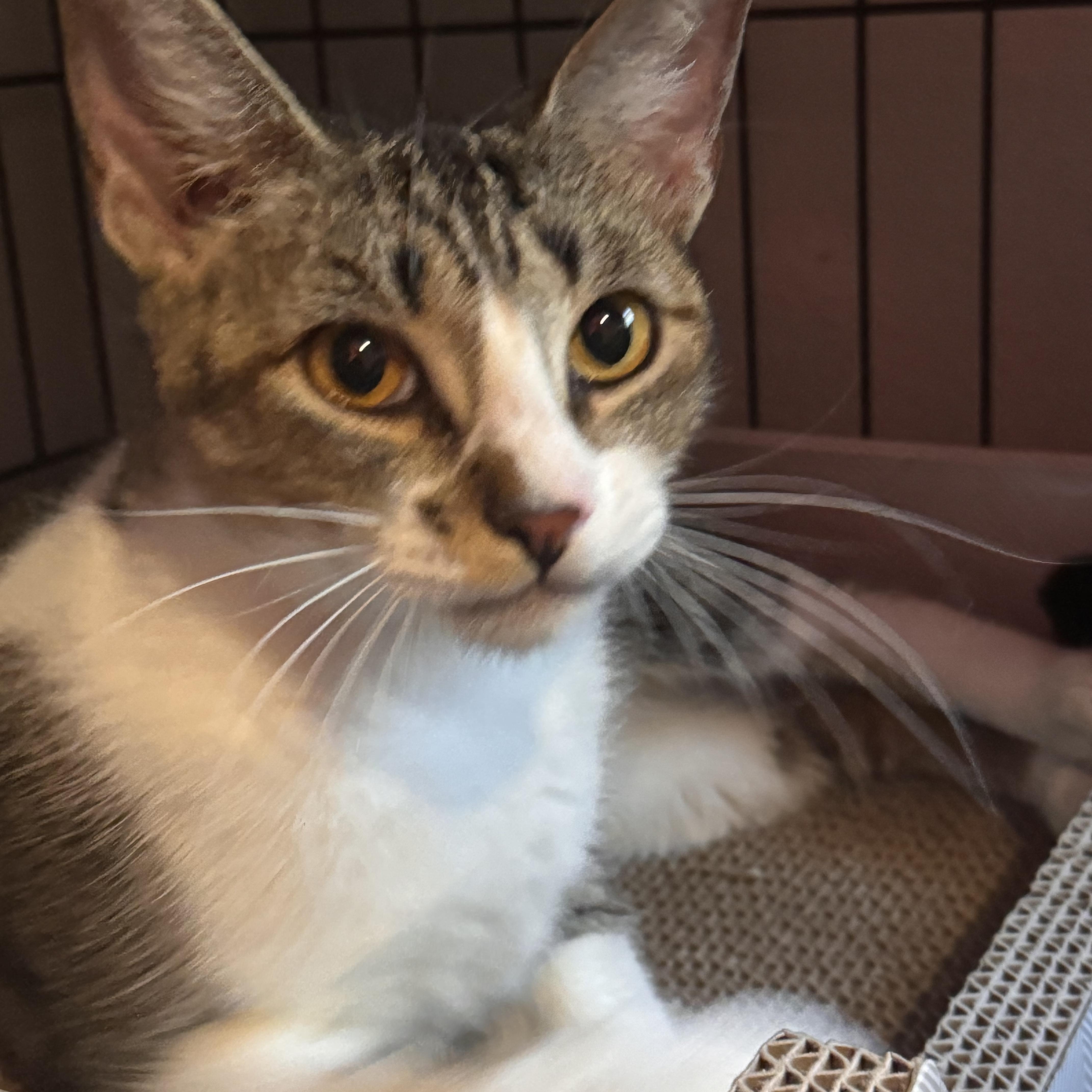 A young medium-sized female Gray & White Domestic Short Hair cat named Mila for adoption in Tomball, TX