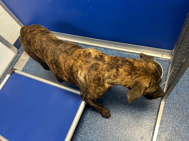 An adult medium-sized male Bullmastiff dog named Brutus for adoption in Tarboro, NC