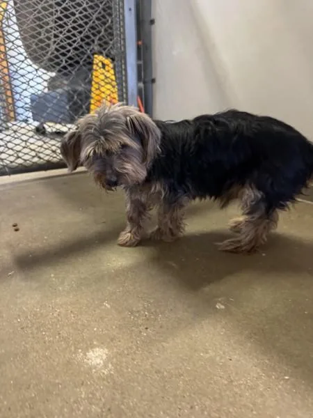 A senior small-sized male Yorkshire Terrier dog named Beaux  WA for adoption in Bryan, TX