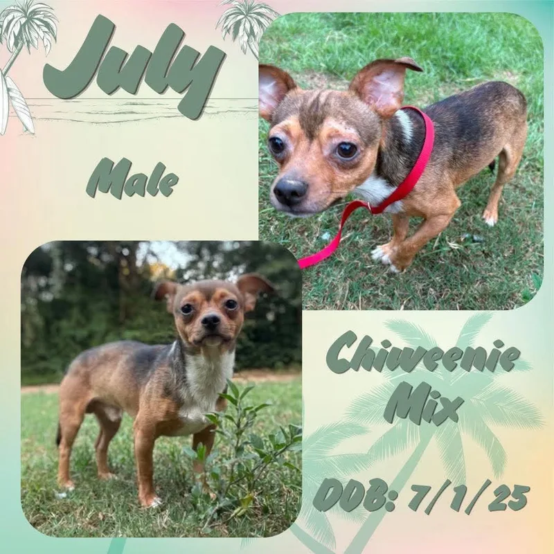 A young small-sized male Tricolor (Brown, Black, & White) Chiweenie dog named July for adoption in Caldwell, TX