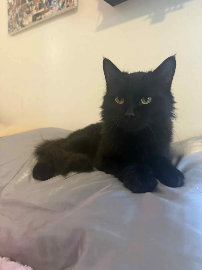 Black Beauty thumbnail 2