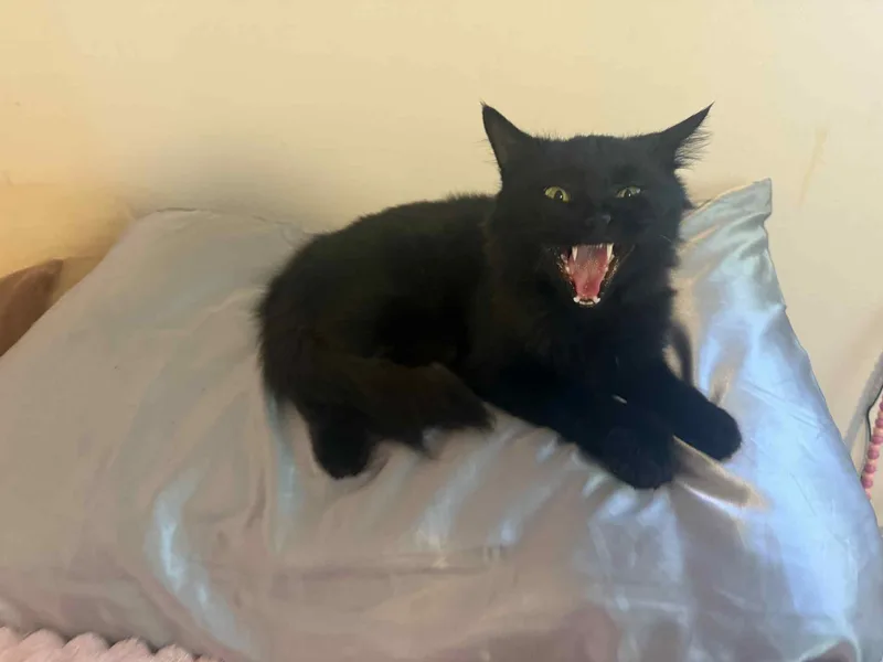 Black Beauty thumbnail 3