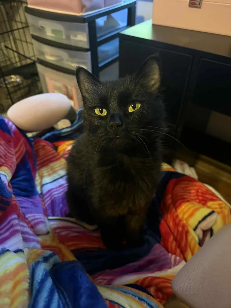 Black Beauty thumbnail 4