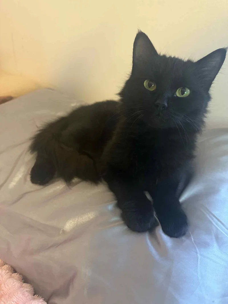 Black Beauty thumbnail 5