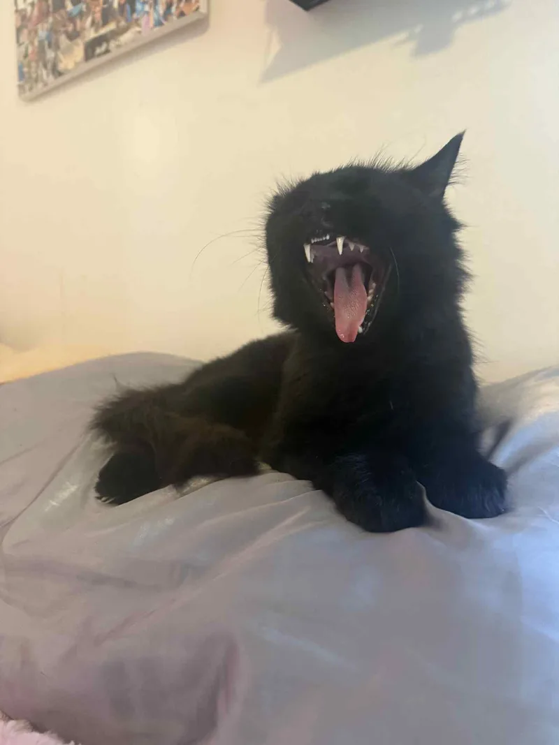 Black Beauty thumbnail 6