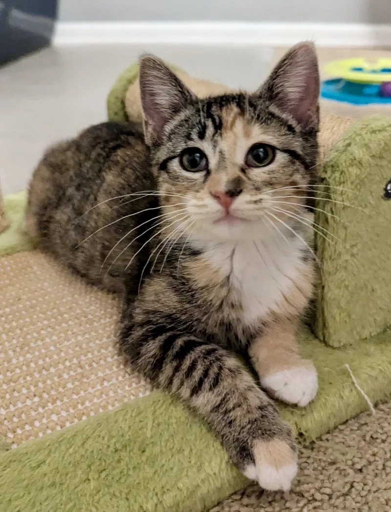 A baby medium-sized female Domestic Short Hair cat named Widget for adoption in Denver, CO