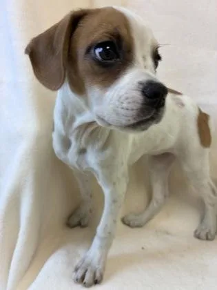 A young medium-sized female White / Cream Beagle dog named Dottie for adoption in Buffalo, MN