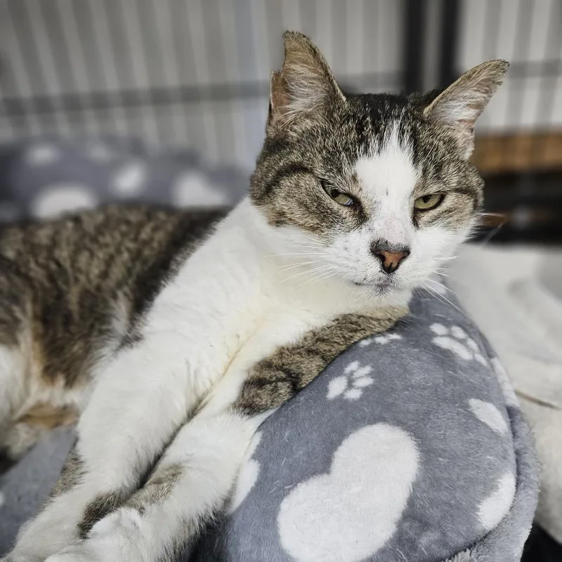 An adult medium-sized male Brown / Chocolate Domestic Short Hair cat named Nutella for adoption in Ridgely, MD