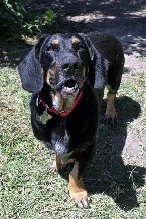 A young medium-sized female Basset Hound dog named Carla for adoption in Mays Landing, NJ