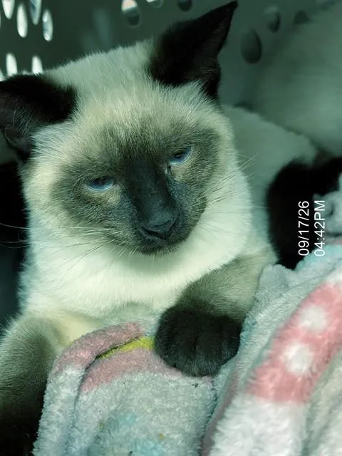 A baby large-sized male Siamese cat named Choco Taco for adoption in Augusta, GA