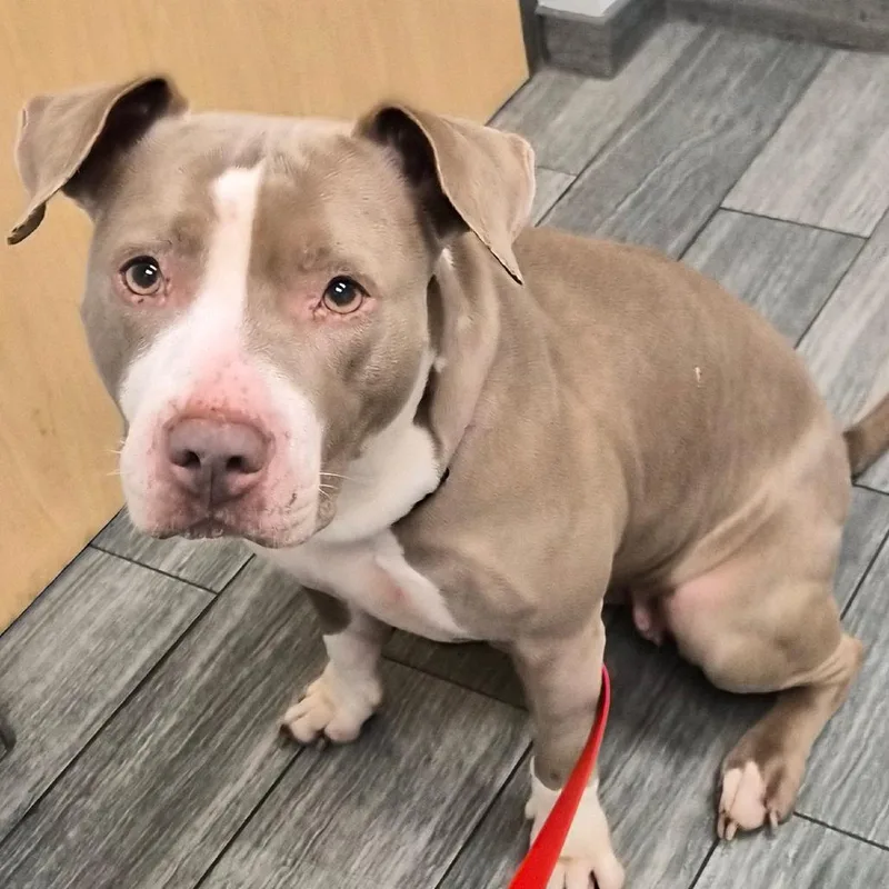 An adult medium-sized female Yellow / Tan / Blond / Fawn Mixed Breed dog named Mrs. Meatloaf for adoption in Jacksonville, FL