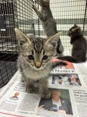 A baby small-sized female Domestic Short Hair cat named Bacon for adoption in Van Nuys, CA