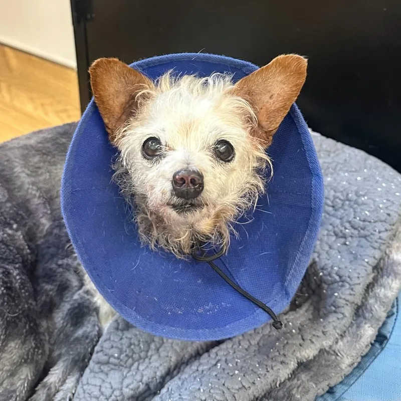 A senior small-sized female Yellow / Tan / Blond / Fawn Terrier dog named Glam for adoption in San Francisco, CA
