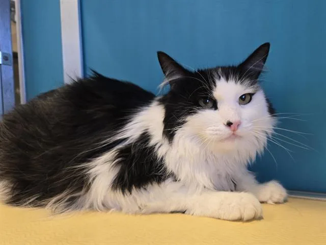 An adult large-sized male Domestic Long Hair cat named Mickey for adoption in Auburn, CA