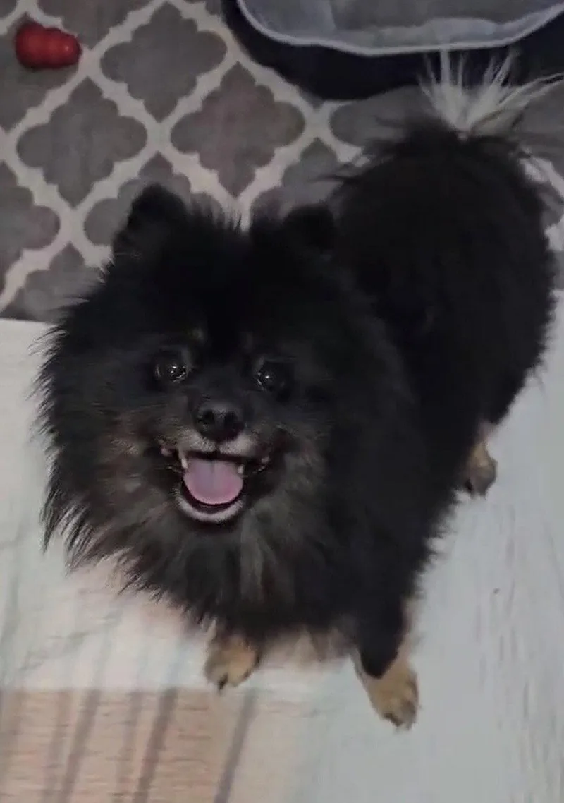 Apollo