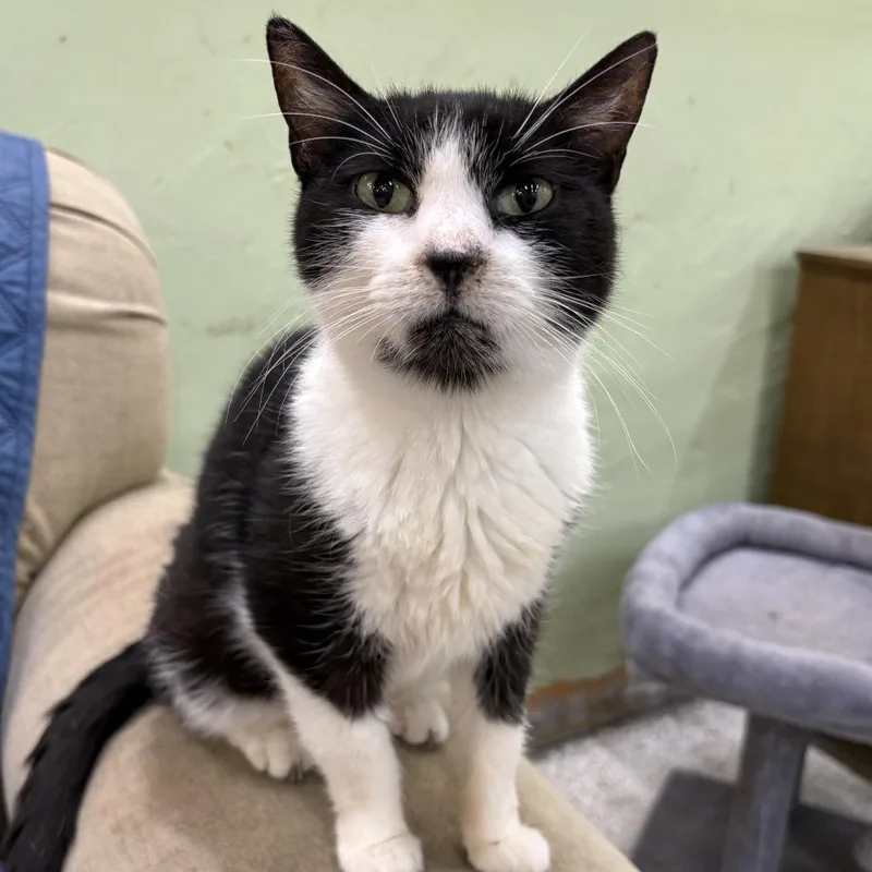 An adult medium-sized female Black Domestic Short Hair cat named Sweet Tootie for adoption in Mount Juliet, TN