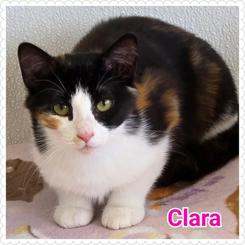 A baby medium-sized female Domestic Short Hair cat named Clara for adoption in North Saint Paul, MN