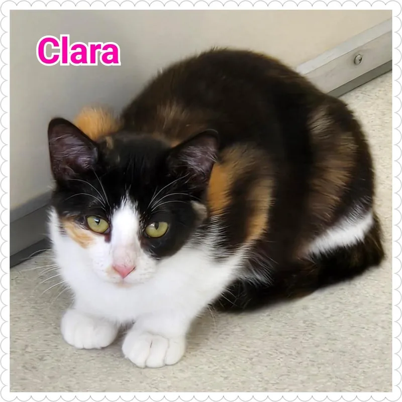 Clara thumbnail 2