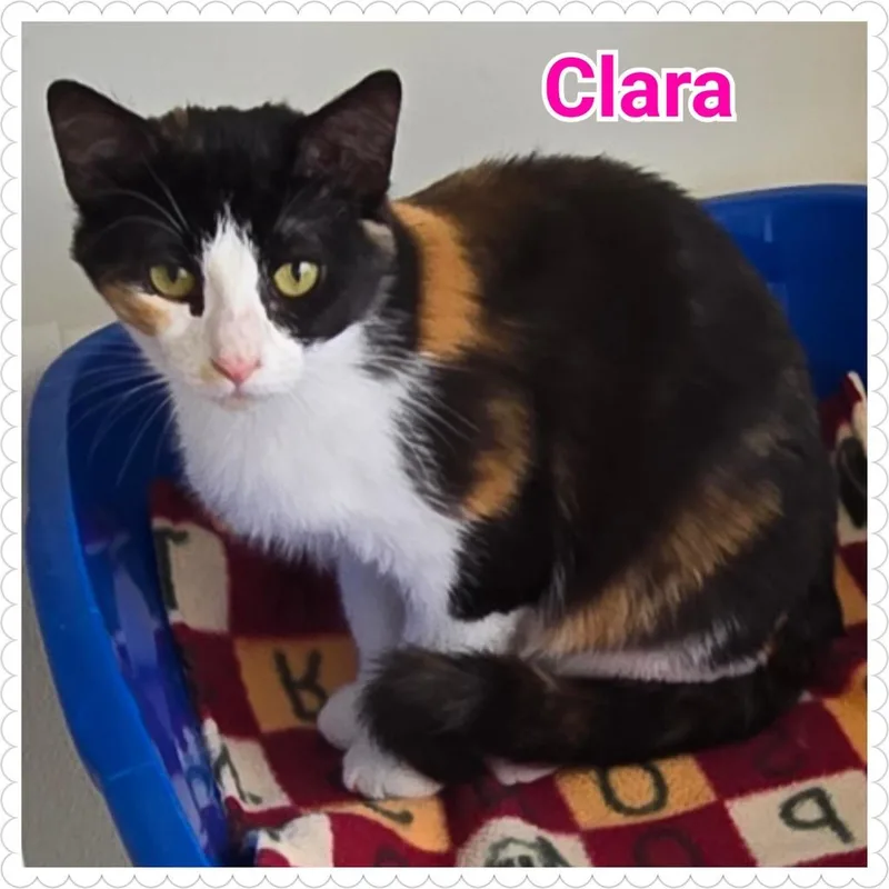 Clara thumbnail 3