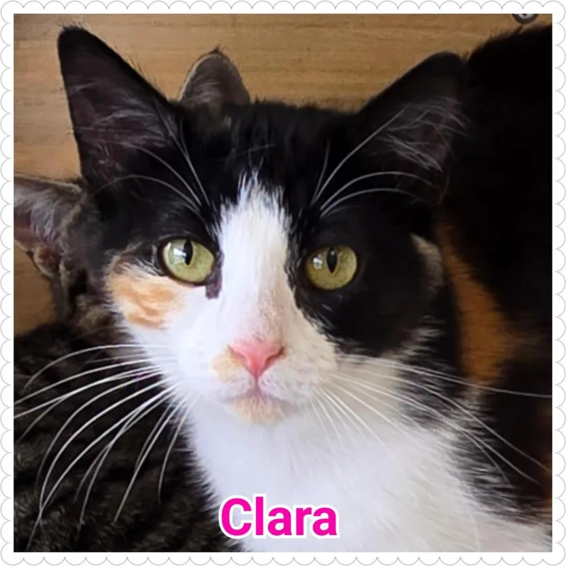 Clara thumbnail 4