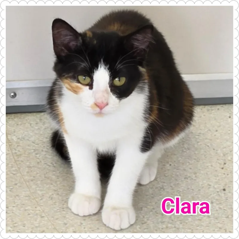 Clara thumbnail 5