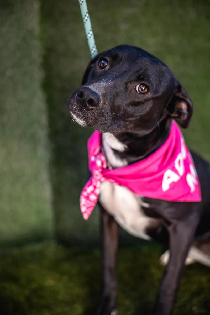 A young medium-sized female Black Mouth Cur dog named Daysi for adoption in tigard, OR