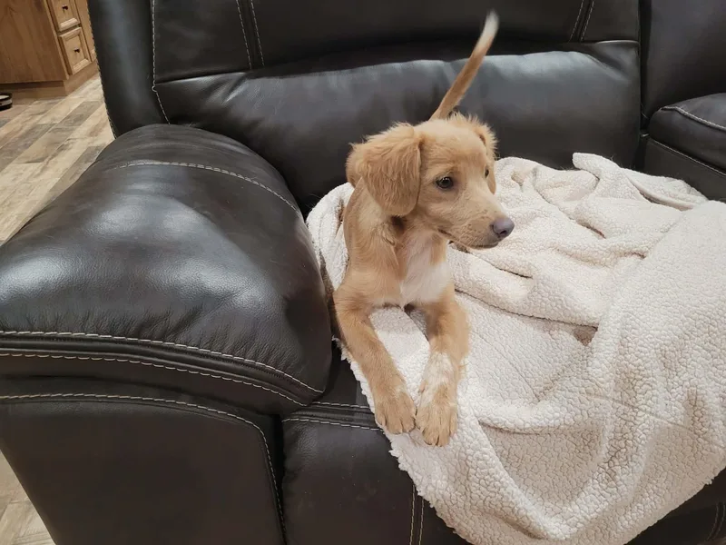 Teddy