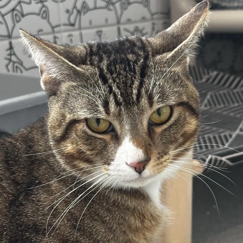 An adult medium-sized male White Domestic Short Hair cat named Shay for adoption in Chicago, IL