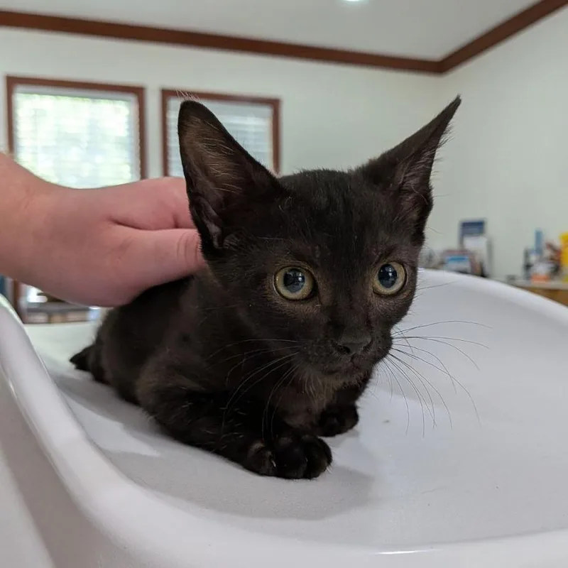 A baby small-sized female Black Domestic Short Hair cat named Bride for adoption in Ocala, FL