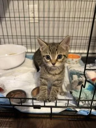 A young small-sized male Domestic Short Hair cat named A Jackpetsmart North Charleston for adoption in North Charleston, SC