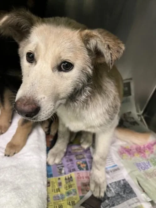 A baby medium-sized female German Shepherd Dog dog named Brittany for adoption in Los Angeles, CA