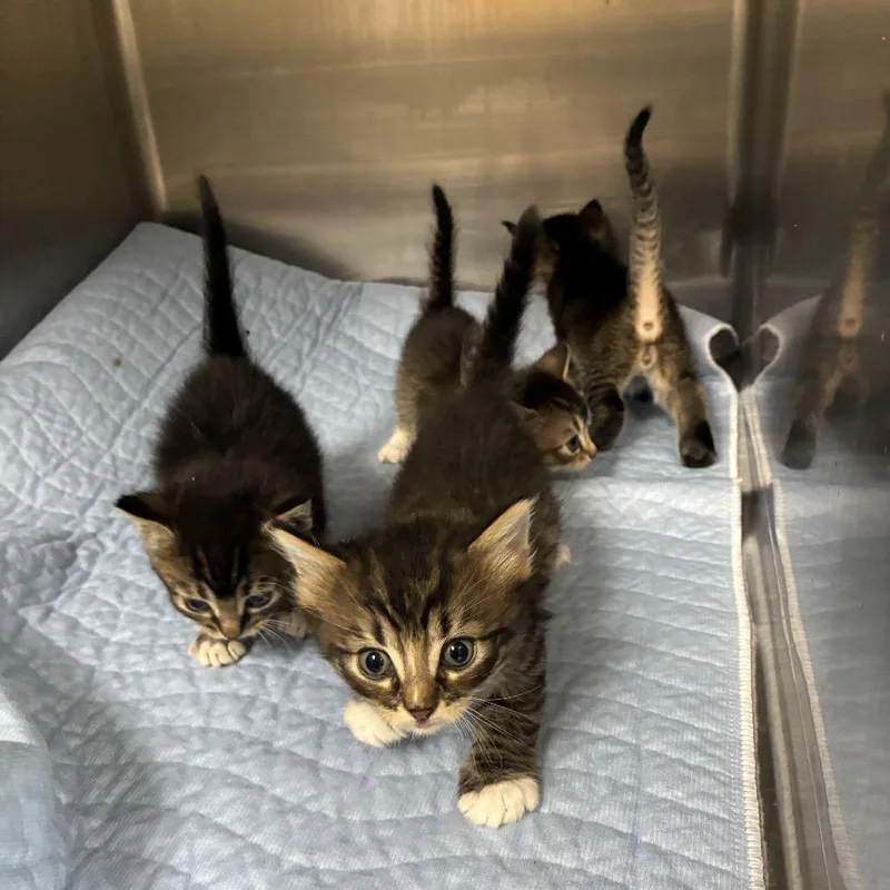A baby small-sized female Brown / Chocolate Domestic Short Hair cat named Sharon for adoption in Canton, IL