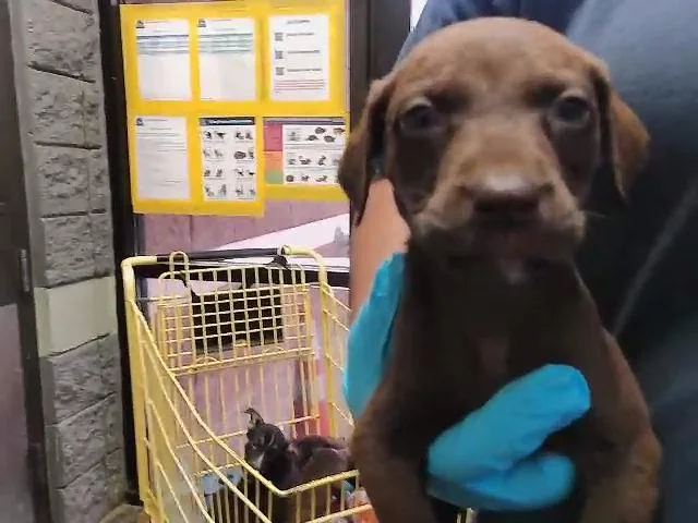 A baby small-sized male Labrador Retriever dog named Connect for adoption in Tulsa, OK