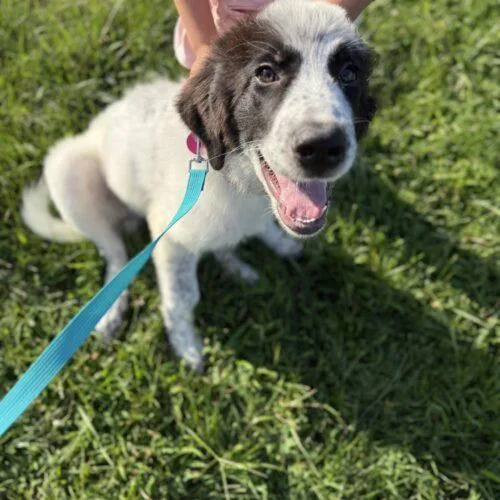 A baby medium-sized female Great Pyrenees dog named Cookie for adoption in Christiansburg, VA