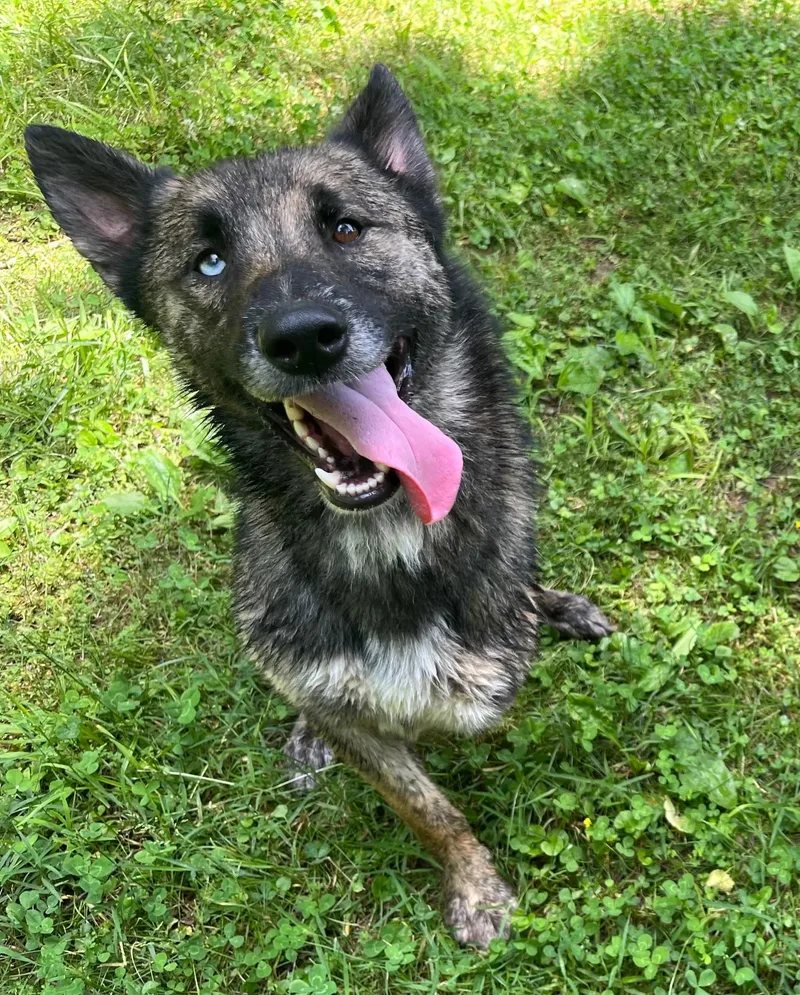 An adult large-sized male Bicolor Belgian Shepherd / Malinois dog named Tank for adoption in Spring hill, TN