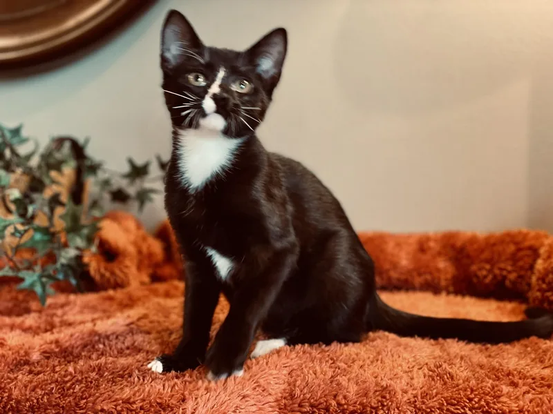 A baby medium-sized male Tuxedo cat named Spade for adoption in Taylor, MI