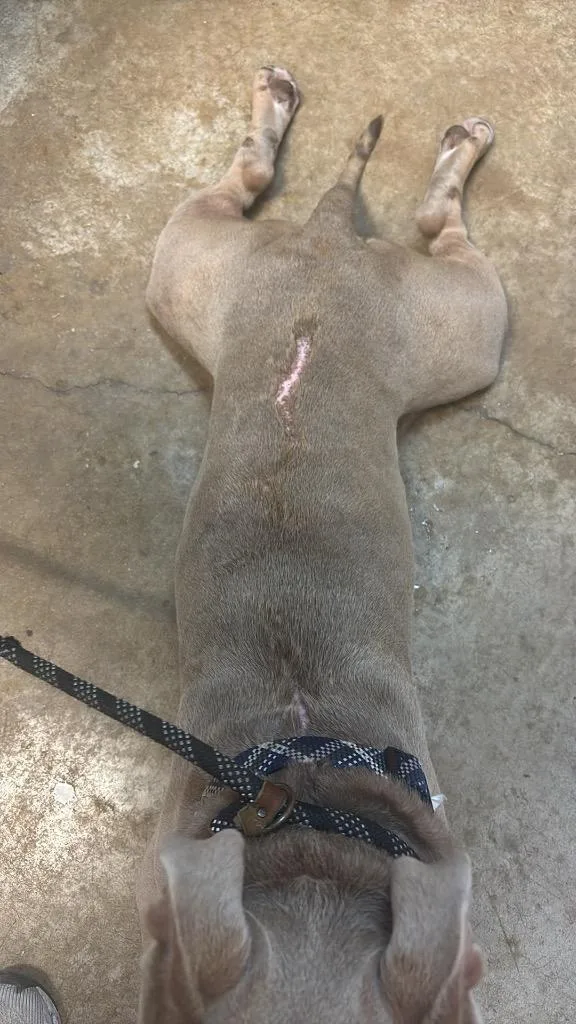 A young large-sized male Pit Bull Terrier dog named Dwayne “the Rock” Johnson for adoption in New Braunfels, TX