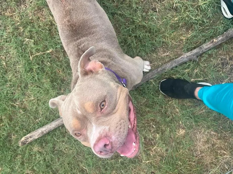 Dwayne “the Rock” Johnson thumbnail 2