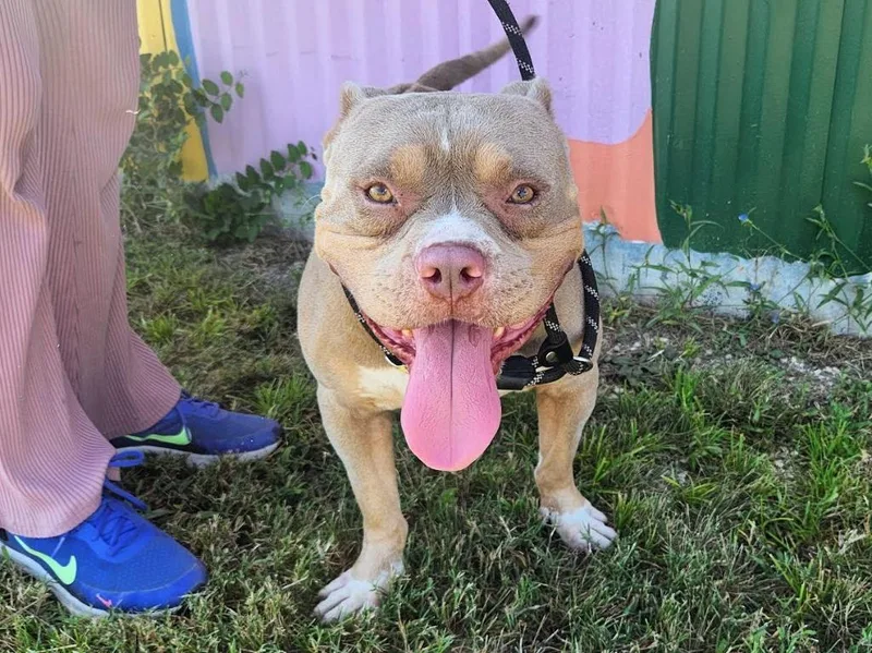 Dwayne “the Rock” Johnson thumbnail 3