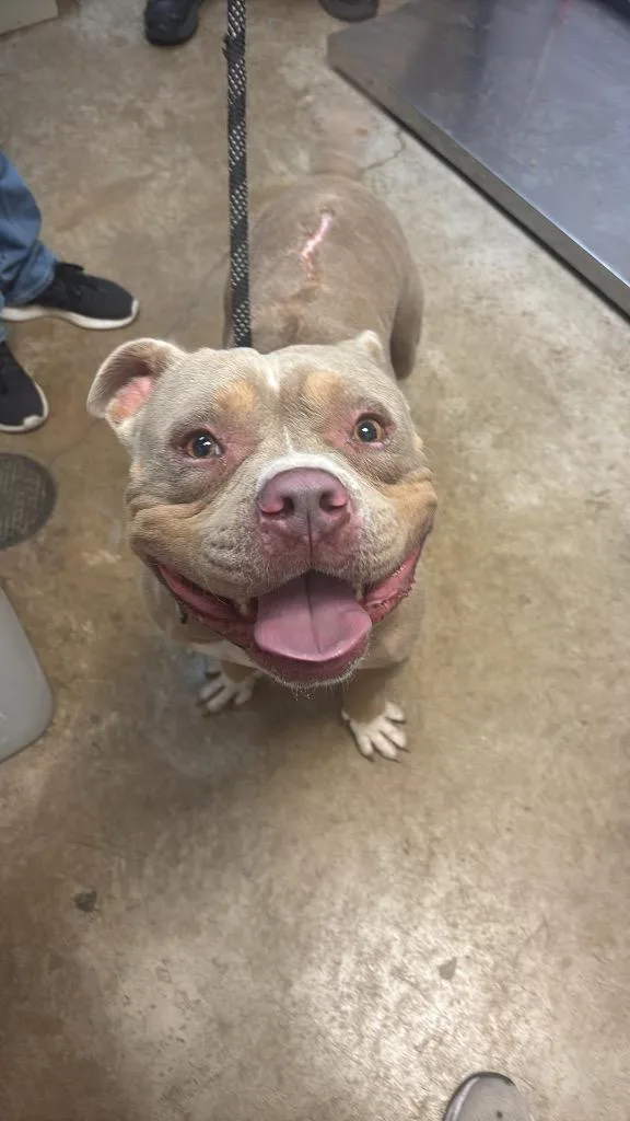 Dwayne “the Rock” Johnson thumbnail 4