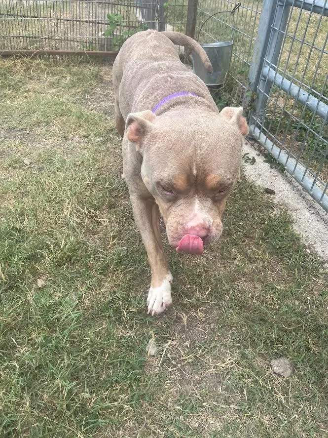 Dwayne “the Rock” Johnson thumbnail 5