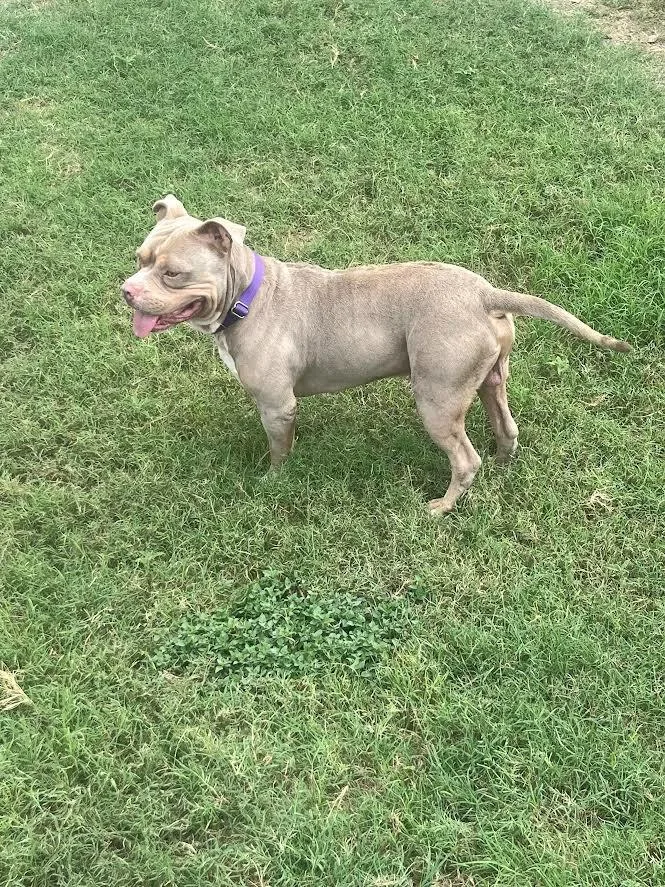 Dwayne “the Rock” Johnson thumbnail 6