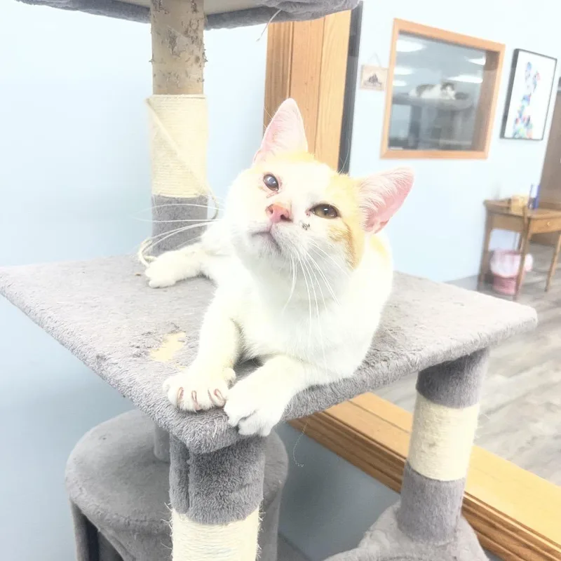 An adult medium-sized male Orange & White Domestic Short Hair cat named Mcdreamy for adoption in Crookston, MN