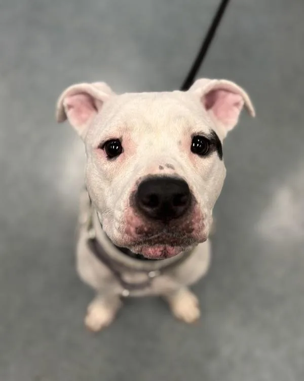 An adult medium-sized female Pit Bull Terrier dog named Lainey for adoption in Richmond, VA
