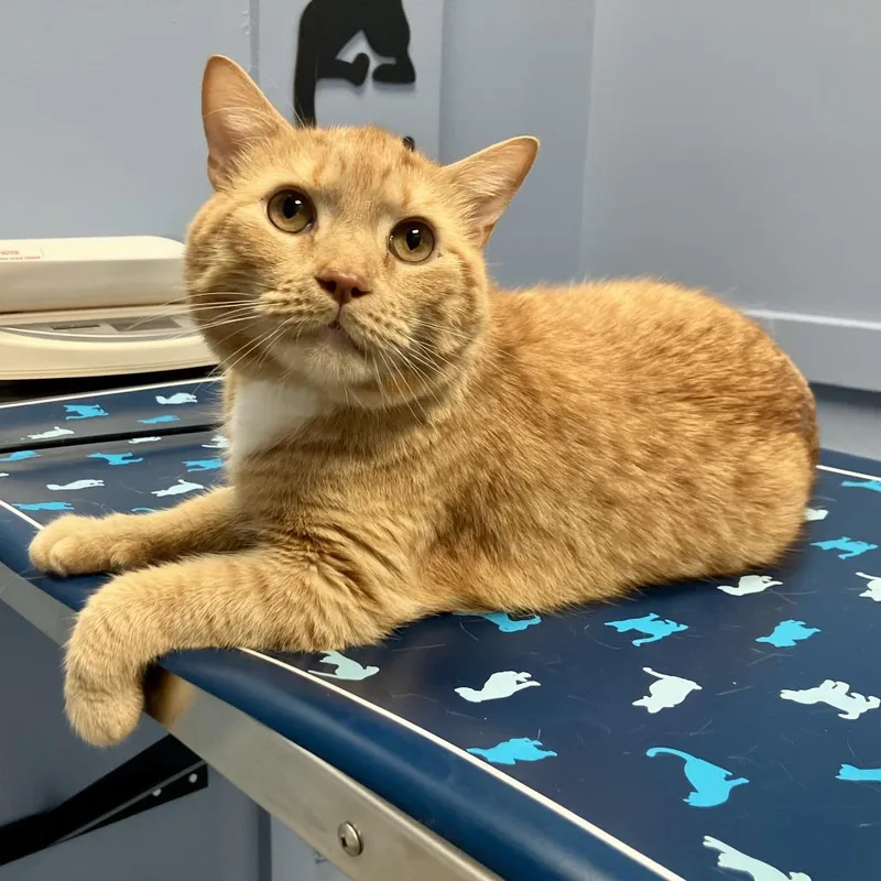 An adult small-sized male Domestic Medium Hair cat named Cinnamon Sugar NRAR for adoption in Merrifield, VA