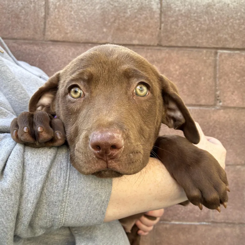 A baby medium-sized female Pit Bull Terrier dog named Jolene for adoption in Henderson, NV