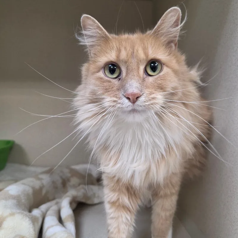 An adult large-sized female Orange / Red Domestic Long Hair cat named Ginger for adoption in Great Falls, MT